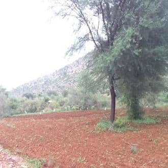 Country House Surrounded By Farmlands, Jaipur 1